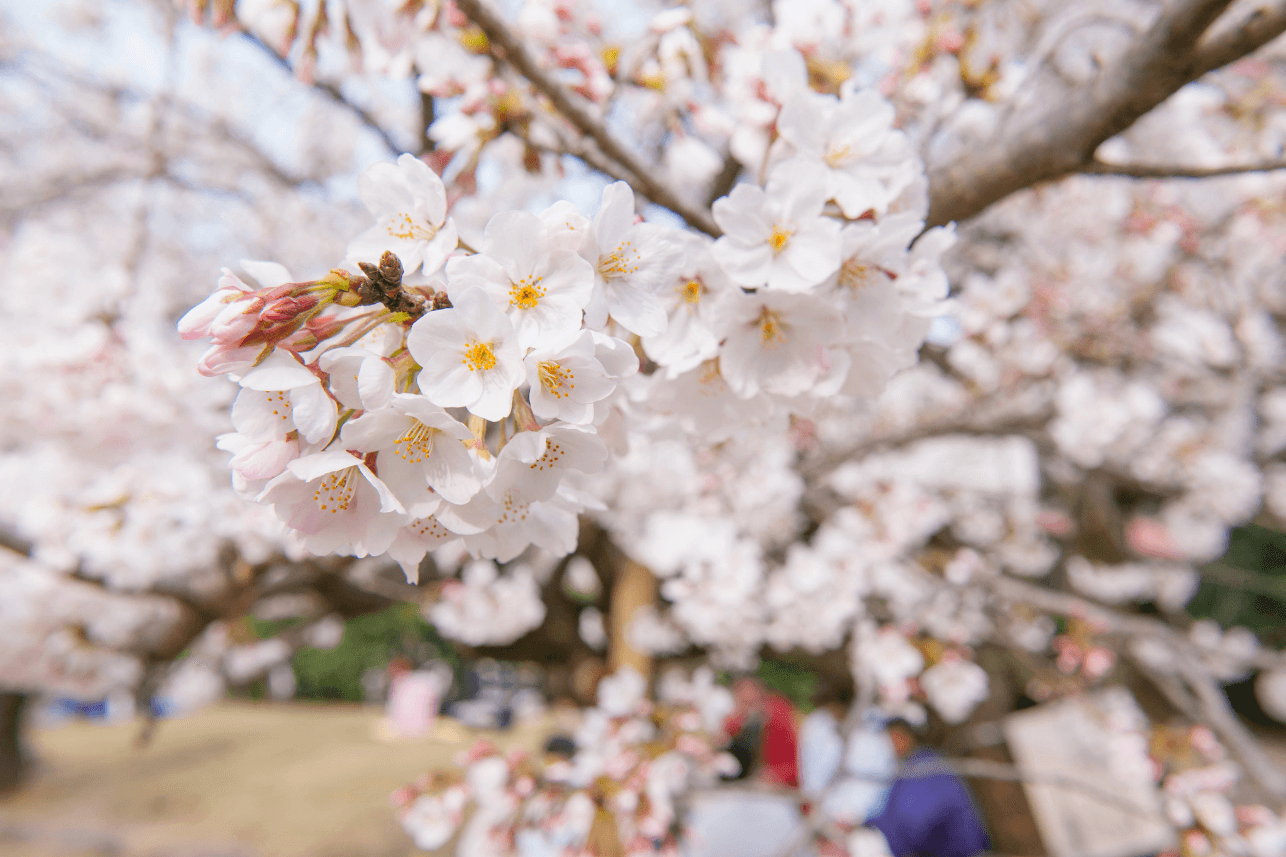 What is Hanami and What Does it Teach us About Treasuring Impermanence? banner image